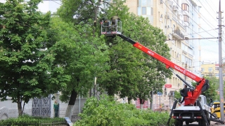 Вырубка деревьев. Как в других регионах суды реагируют на иски активистов