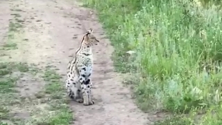 Саратовцев просят помочь найти пропавшую африканскую кошку