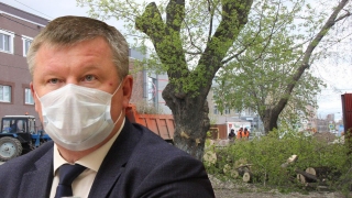 Депутат напомнил мэру Саратова о вырубленных деревьях: "Никто вам не простит!"
