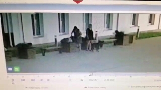 Дамы с собакой похитили сосны с набережной Балашова. Видео