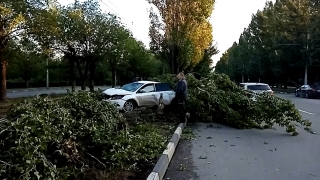 Ночью лихач на "Форде" повалил дерево на проспекте Энтузиастов
