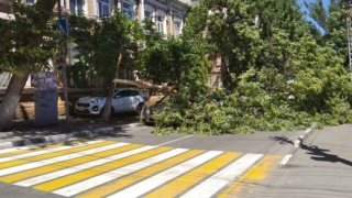 На Мичурина ясень придавил "Рено"