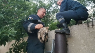 Саратовские спасатели вытащили котенка из трубы куском тюля