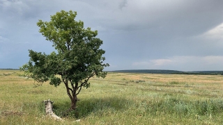 Саратовцев ждет нежаркий вторник без дождя