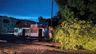 В Ртищеве на девочку-подростка упало дерево