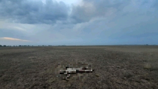 Спасавший стадо коров пастух погиб в саратовской степи