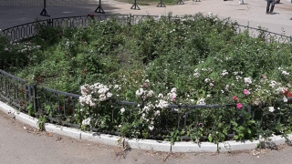 Горожане возмущены состоянием клумб и цветников в центре Саратова