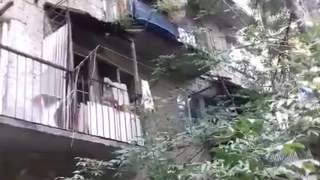 Очевидцы: в Саратове житель Огородной выбросил щенка с третьего этажа