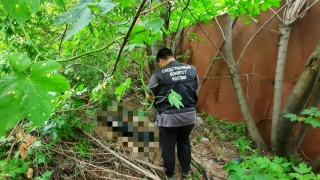 В центре Саратова собаки принесли сторожу голову жителя Волгограда