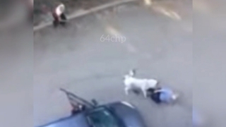 На владельца покусавшего женщину алабая составили протокол