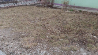 Засыхающие деревья. Общественник винит "врагов города" во власти
