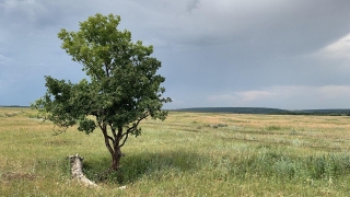 Синоптики обещают саратовцам небольшое похолодание