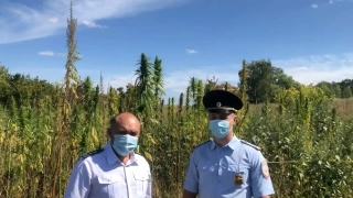 В Саратовской области нашли и уничтожили 112 гектаров конопли