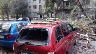 В Заводском районе упавшее дерево повредило две машины