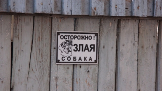 Бешеная собака закрыла саратовское село на карантин