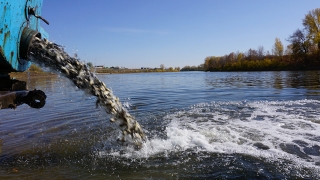 ООО "КВС" выпустило в Волгоградское водохранилище 786 тысяч мальков сазана