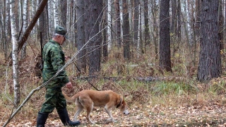 Саратовцам разрешат охотиться на пушных животных