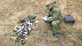 Грибники нашли останки пропавшей летом женщины