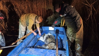 Для спасения алабая в заливе реки его пришлось усыпить