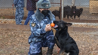 Саратовское УФСИН отправило семерых щенков на службу в Чувашию