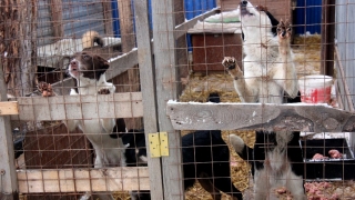 Окончание строительства приюта для животных в Саратове перенесено на полгода