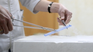 Суррогатное материнство для иностранцев предложили запретить