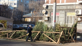 Новый год. В Саратове откроются 49 елочных базаров