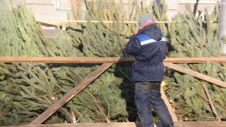 Новый год. Десять торговцев ответят за торговлю елками без документов