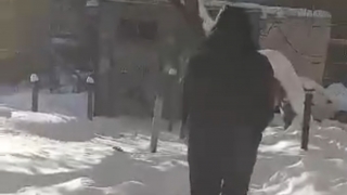 В Саратове неизвестный стрелял по собакам и целился в женщину