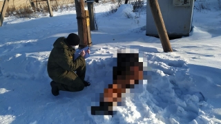 На обочине сельской дороги нашли замерзшего насмерть саратовца