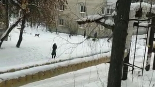 Жители Заводского района просят защитить их от агрессивной стаи собак