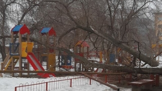 В Ленинском районе на детскую площадку рухнуло дерево
