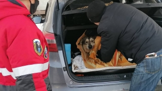 Спасатели вытащили застрявшую в заборе собаку