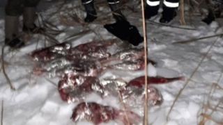 Саратовские браконьеры забили под Волгоградом косуль "ради пищи"