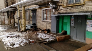 Спящие бродячие собаки напугали жительницу Саратова