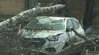 В Саратове на легковушку рухнуло дерево