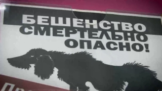 Видеосюжет. Бешенство в Саратове: лицензия на убийство или ошибка чиновников?