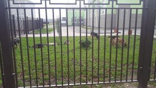 Во дворе саратовской школы обосновалась стая собак