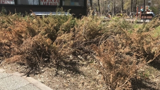 На Аллее роз засыхают деревья и кустарники