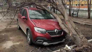В Елшанке упавшее дерево придавило иномарку