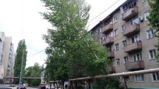 В Заводском районе дерево "повисло" на теплотрассе