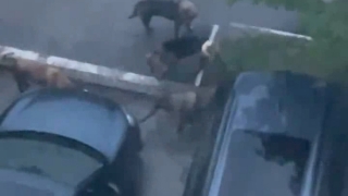 Бродячие собаки напали на иномарку в центре Саратова