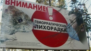 На Кумысной поляне ГЛПС заражена каждая четвертая рыжая полевка