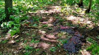 Саратовец заплатит полмиллиона рублей за убийство лося в Национальном парке