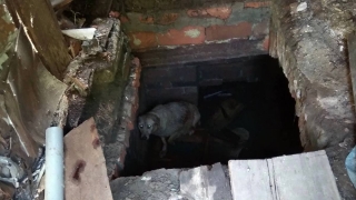 На Большой Горной спасатели вытащили собаку из погреба