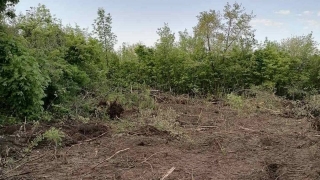 Зоозащитники ждут помощи саратовцев в строительстве приюта для животных