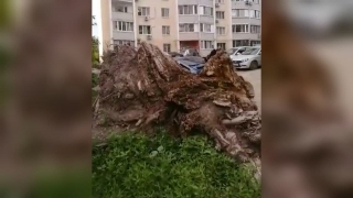 "Кто-то ведь должен". Жительница Саратова просит убрать хлам возле дома