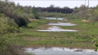 Продажа воды Казахстану. Депутат обеспокоен угрозой засухи в Левобережье