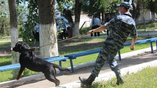 День кинолога. Саратовские полицейские довольны работой бельгийских овчарок