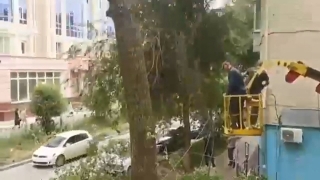 Саратовец возмущен "варварской опиловкой" деревьев на Вольской